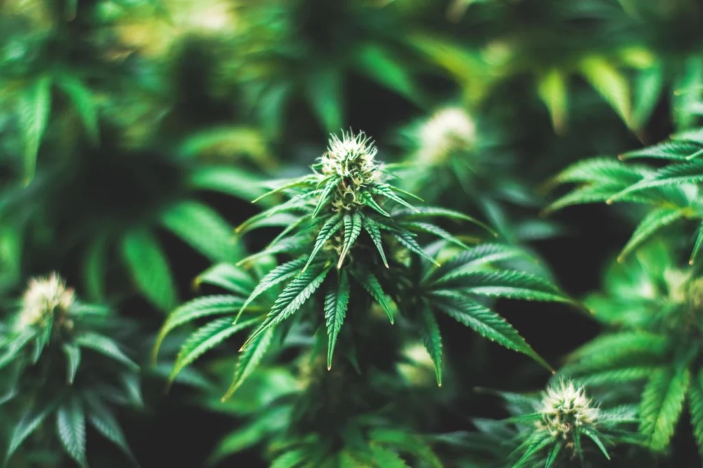 Mehrere grüne Cannabispflanzen im Indoor-Anbau.