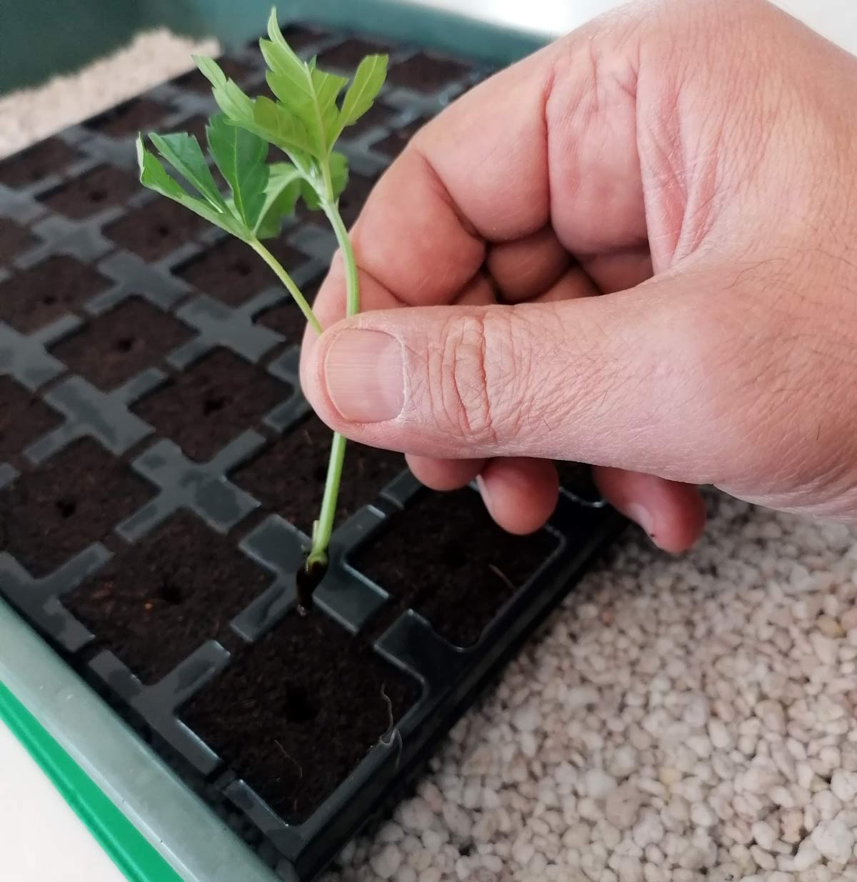 Hubey Bio Rooting Gel – Bild 4