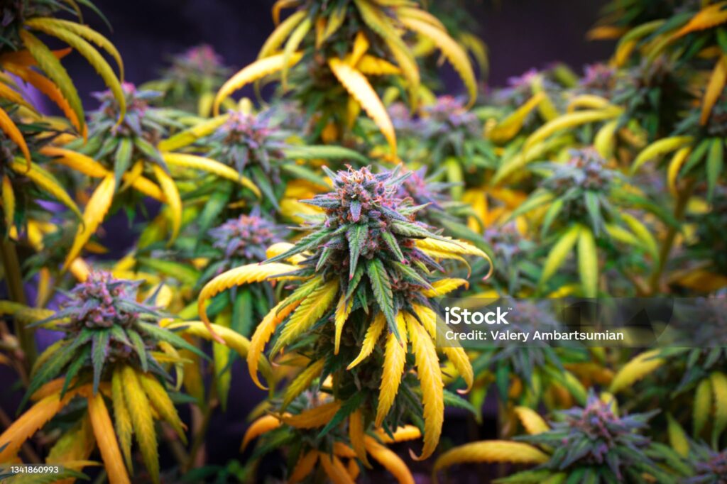 Stickstoffmangel Grow