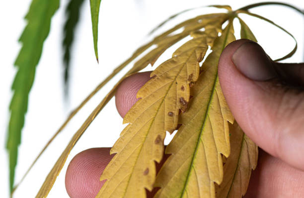 Nährstoffmängel in Marihuana-Pflanzen, isoliert auf weißen, gelben Cannabisblättern