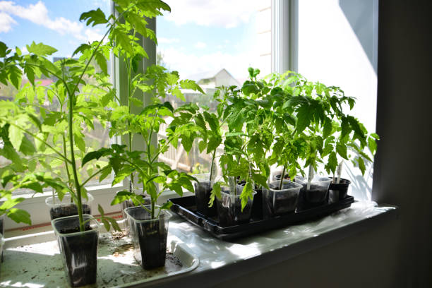 Tomaten am Fenster Anzucht