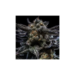 Ripper Seeds Zombie Kush Feminisiert Blüte