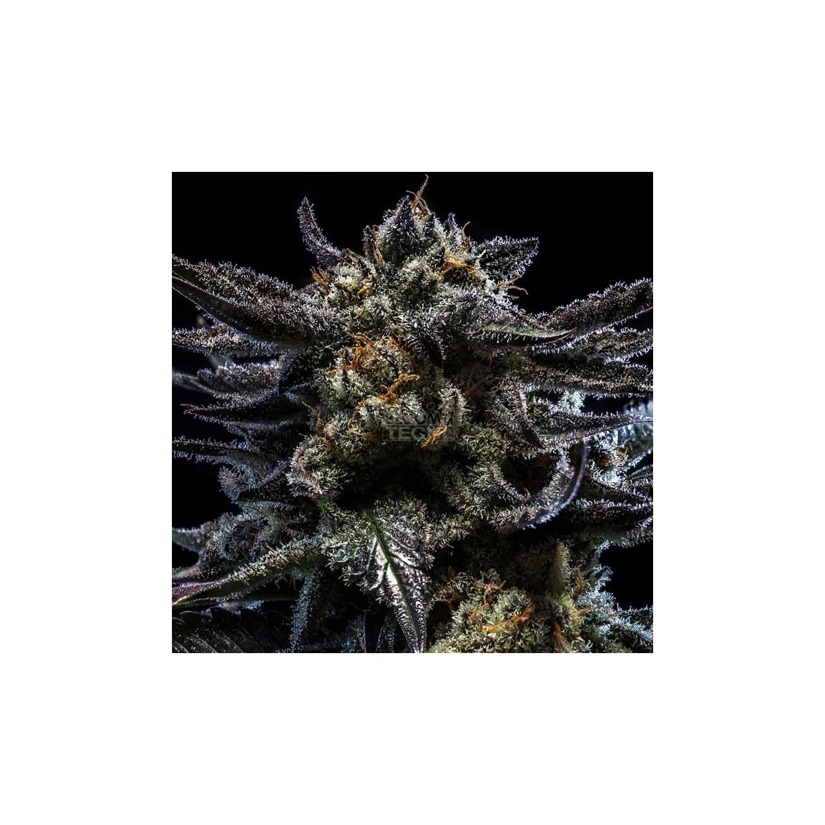 Ripper Seeds Zombie Kush Feminisiert Blüte