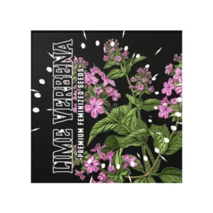 Doja Lime Verbena