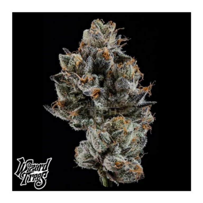 Wizard Trees Cali Tings