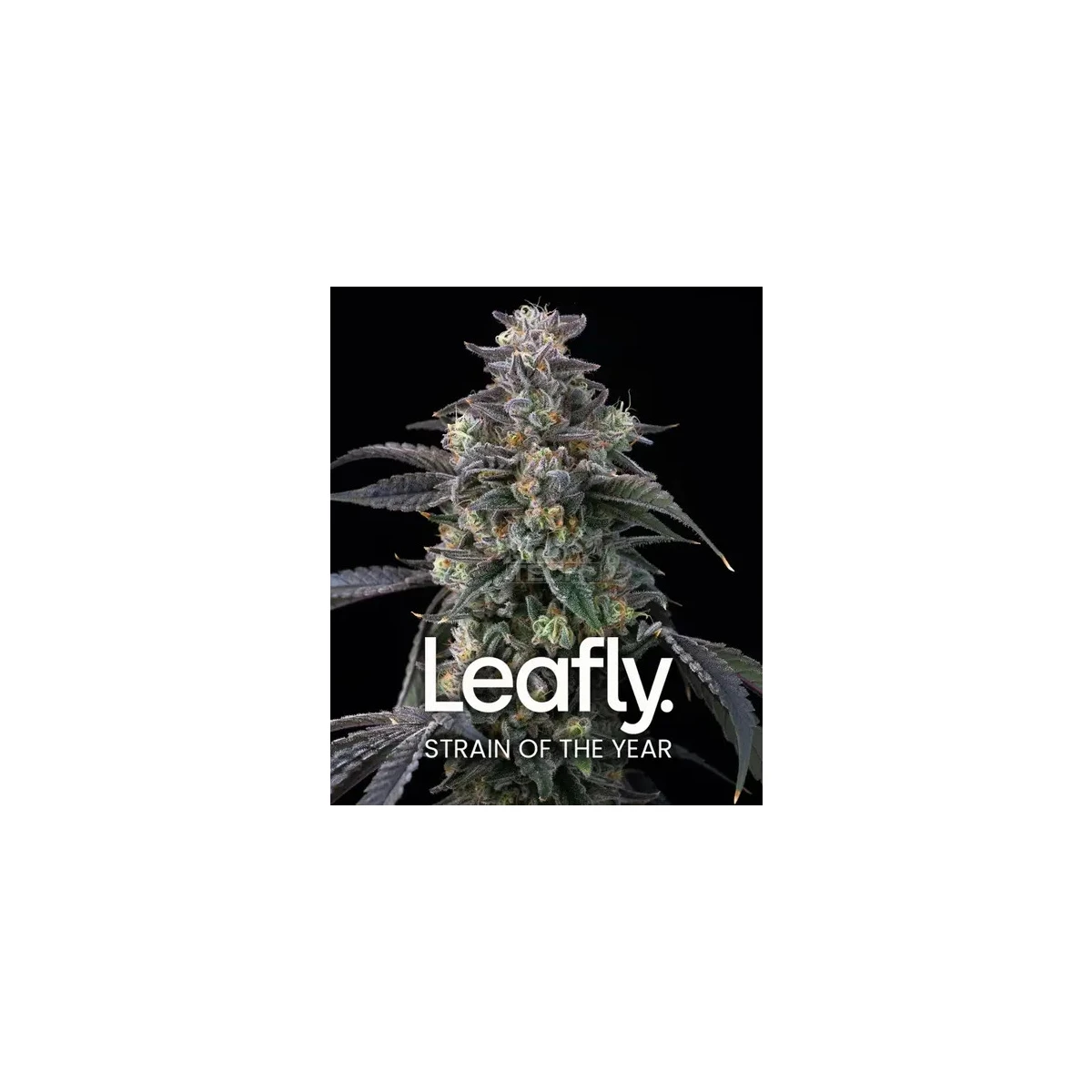barneys-farm-super-boof-fem-3st.webp