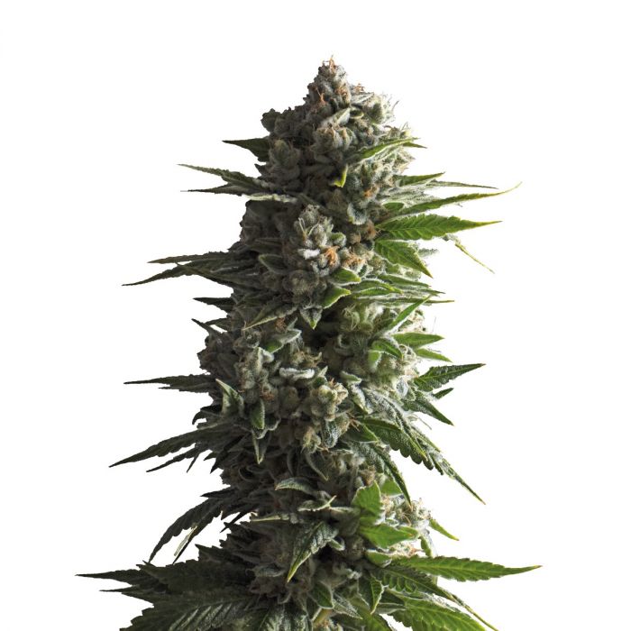 Schwaben Seeds - Tropicana Wedding Cake - Auto - 3 Samen + 1 Gratis