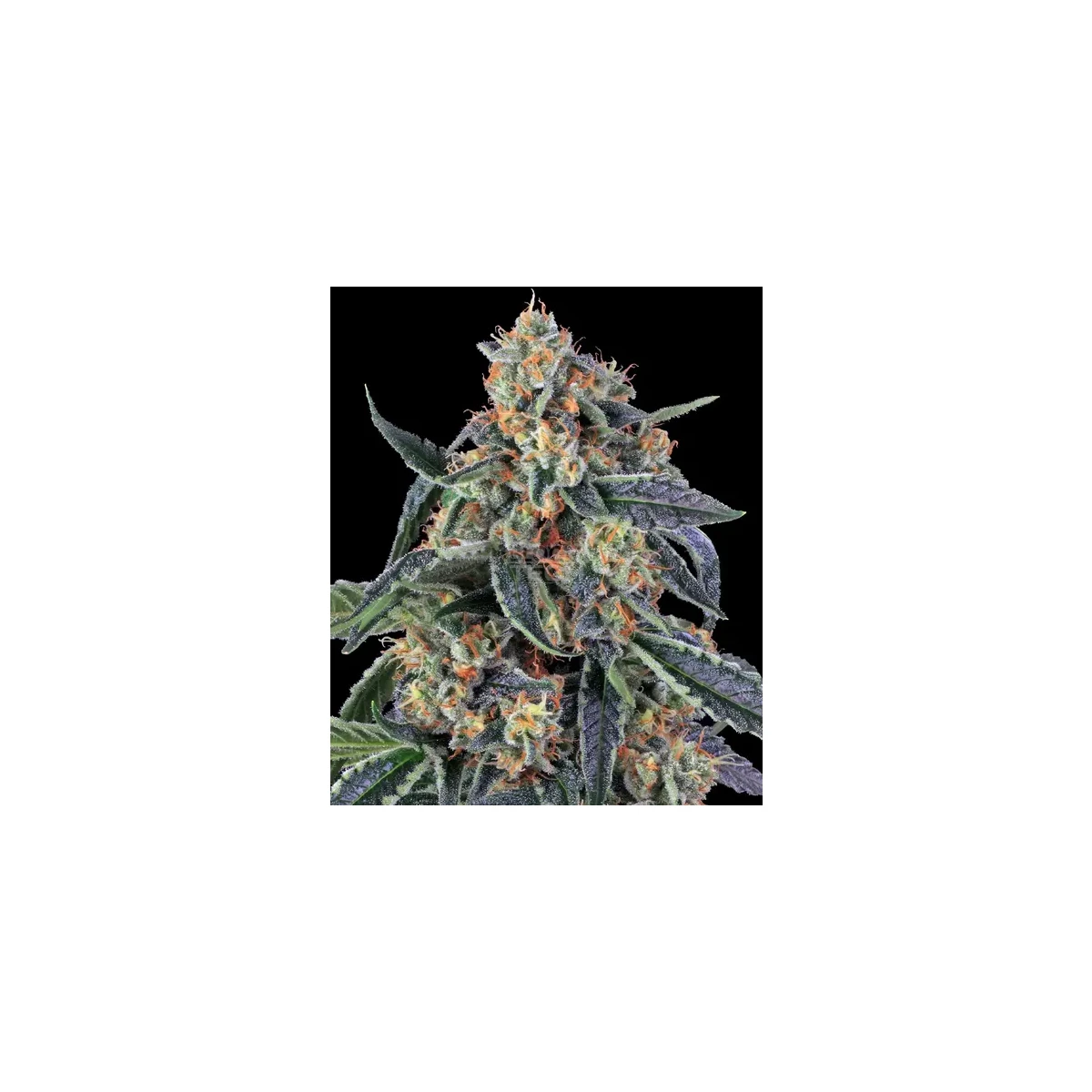 barneys-farm-cookies-kush-fem-3st.webp