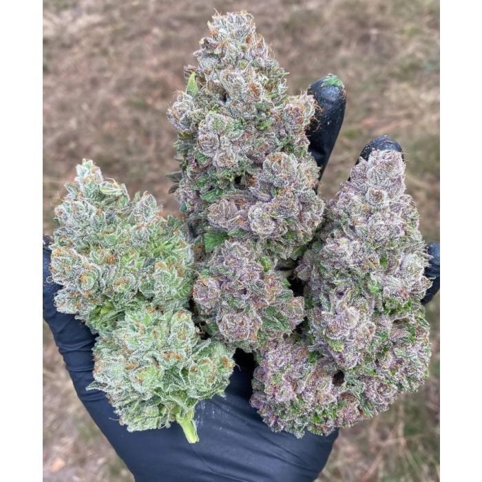Schwaben Seeds - Mimosa Gusher - Feminisiert - 3 Samen + 1 Gratis