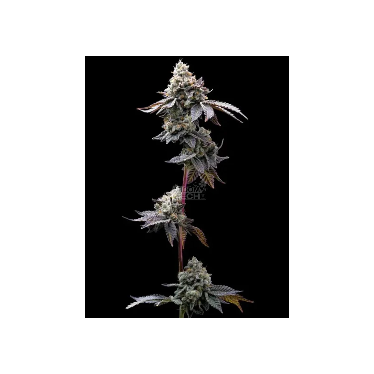 barneys-farm-gmo-cookies-fem-3st.webp