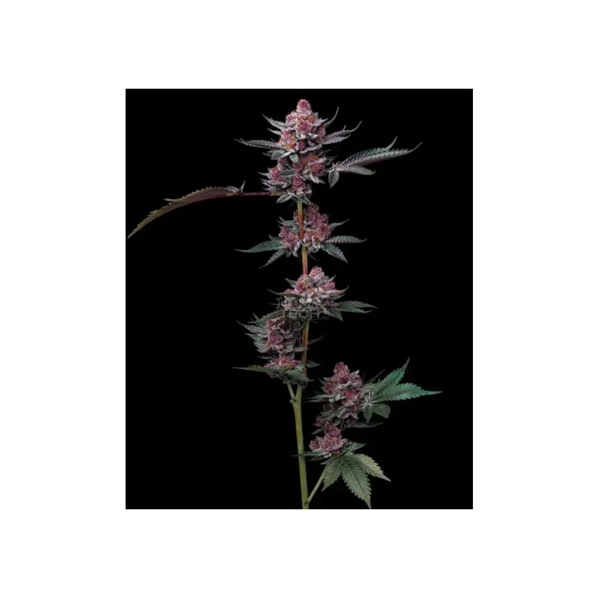 barneys-farm-cherry-poppers-fem-3st.webp