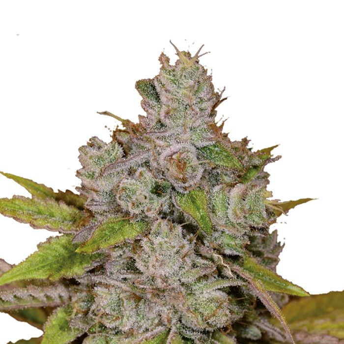 Schwaben Seeds -  Monkey Glue - Auto - 3 Samen + 1 Gratis