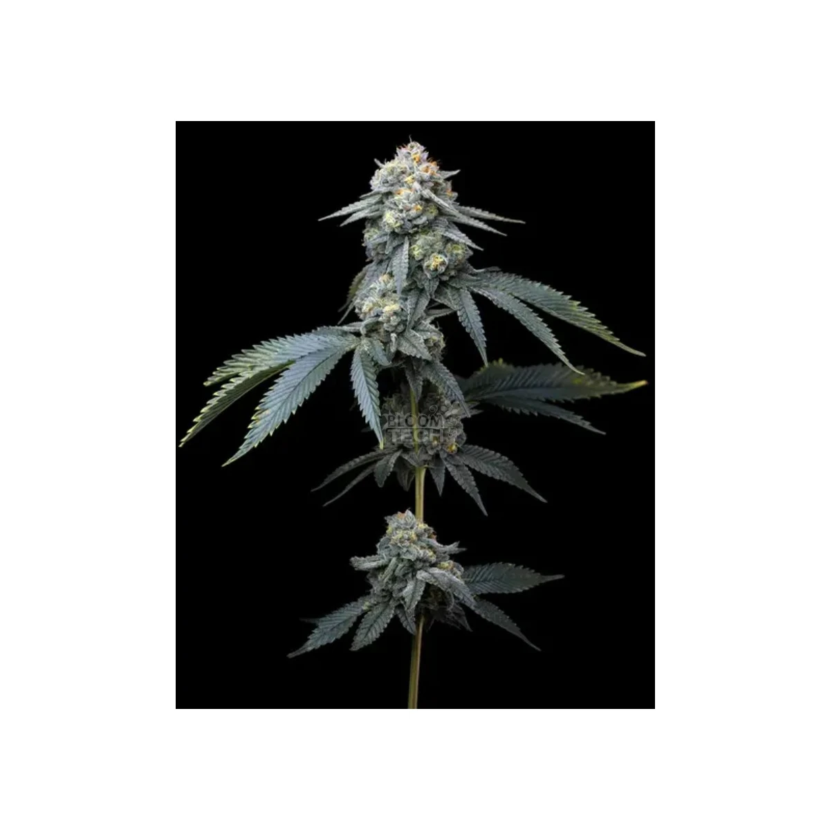 barneys-farm-jealousy-fem-3st.webp