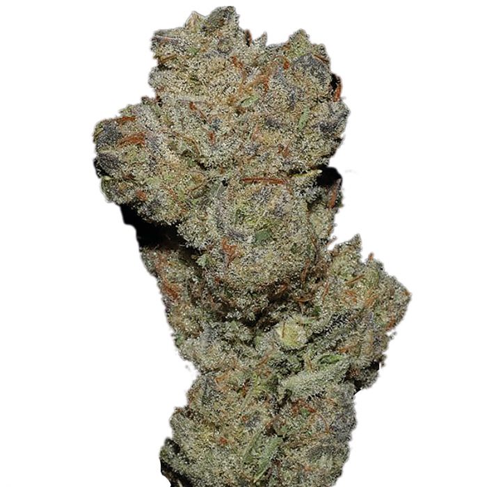 Schwaben Seeds - Banana Glue - Feminisiert - 3 Samen + 1 Gratis