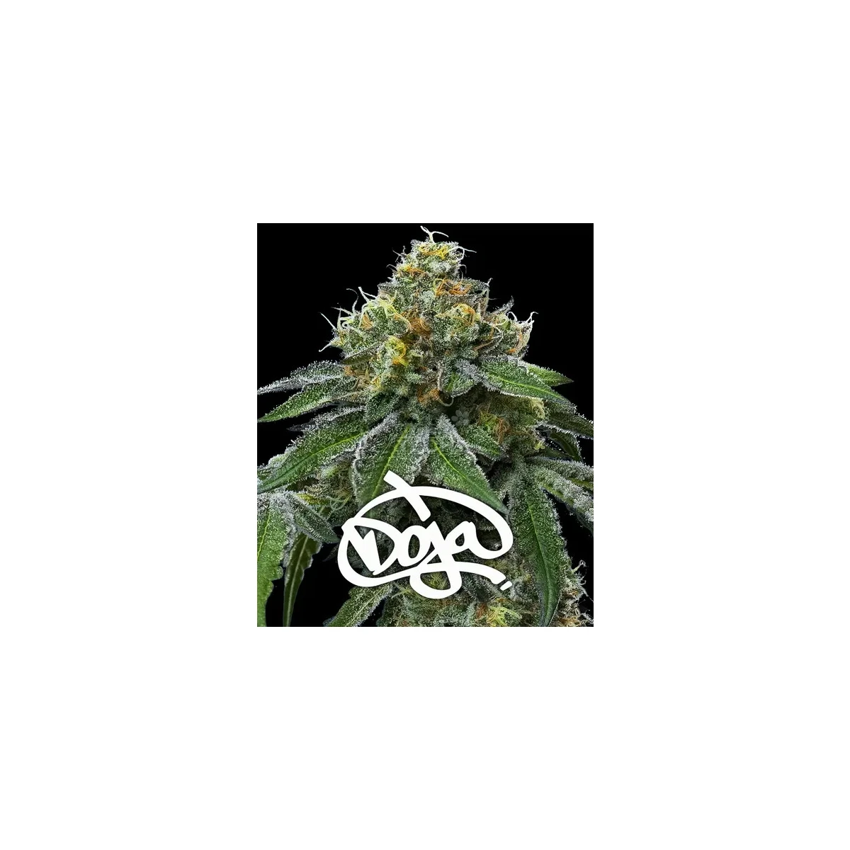 barneys-farm-rs11-x-banana-og-fem-3st.webp