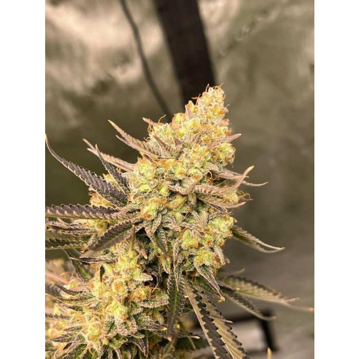 Schwaben Seeds -  Cherry Zoap - Auto - 1 Samen + 1 Gratis