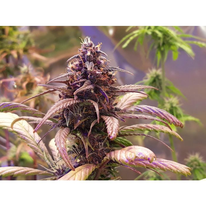 Schwaben Seeds -  Red Jack - Auto - 3 Samen + 1 Gratis