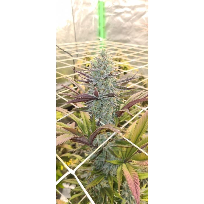 Schwaben Seeds - Platinum Mimosa Cookies Double XL - Auto - 1 Samen + 1 Gratis